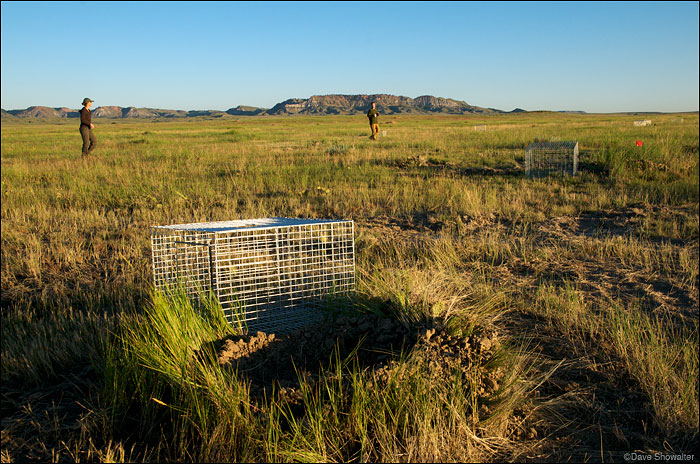 &nbsp;Kristy Bly of World Wildlife Fund and Lindsey Sterling-Krank of HSUS walk the Thunder Basin relocation site. The black-...