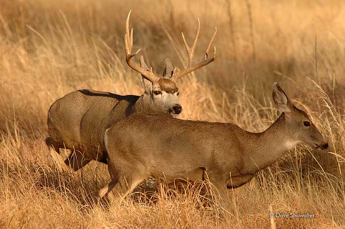 During the autumn rut, a large mule deer buck chases a doe. RMA has some of the largest mule deer in North America. Did the buck...