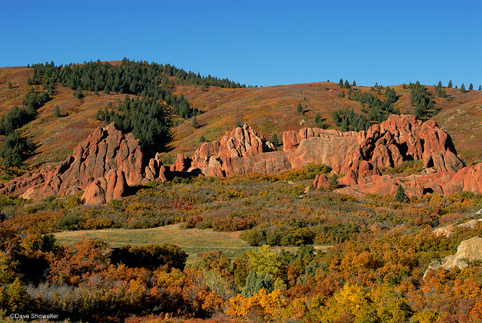 Gambel oak &nbsp;and red sandstone formations in a colorful autumn scene.