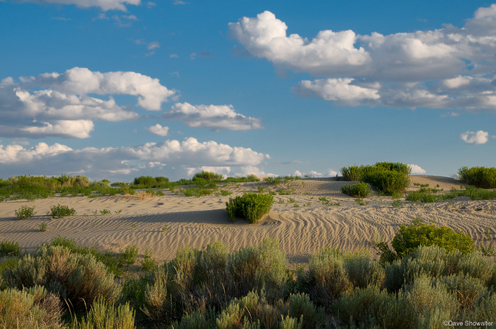 &nbsp;Patterns of sagebrush and sand under an azure summer sky in the Killpecker Sand Dunes, northern Red Desert, Wyoming.