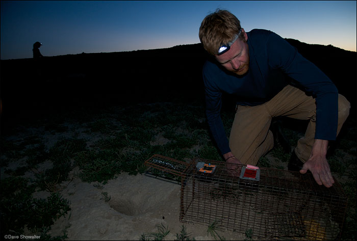 &nbsp;Jonathan Proctor of Defenders of Wildlife baits a prairie dog trap before dawn. The Thunder Basin relocation involved a...