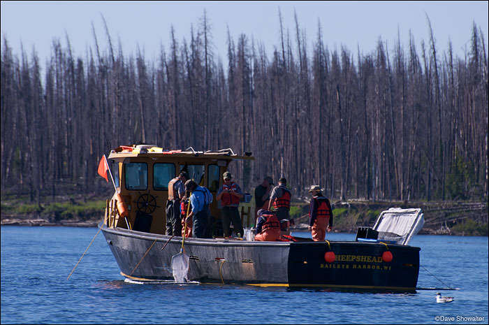 &nbsp;The Sheepshead crew processing lake trout on Yellowstone lake. Yellowstone N.P. lake trout removal project.