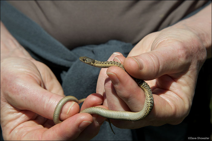 &nbsp;A small garter snake was trapped during the amphibian trapping at the Audubon Rockies bioblitz on June 23, 2012.&nbsp;Soda...