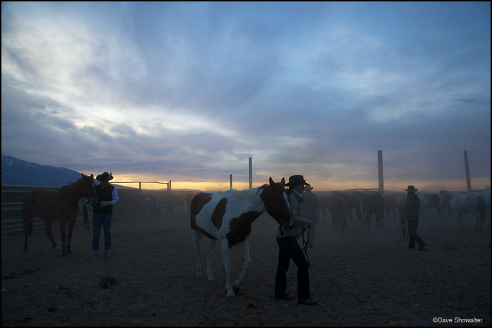 &nbsp;A rancher's day starts early as riders sort horses before dawn. The riders were preparing to gather bison at the annual...