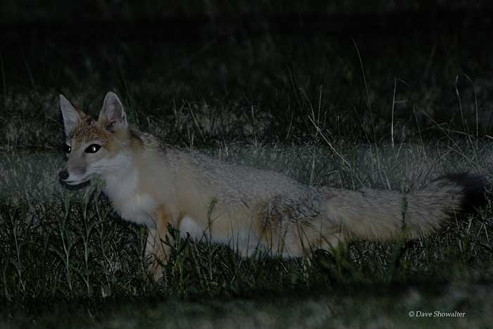 A threatened swift fox patrols the night in Pawnee National Grassland. Swift fox have been called "ghosts of the plains" and...