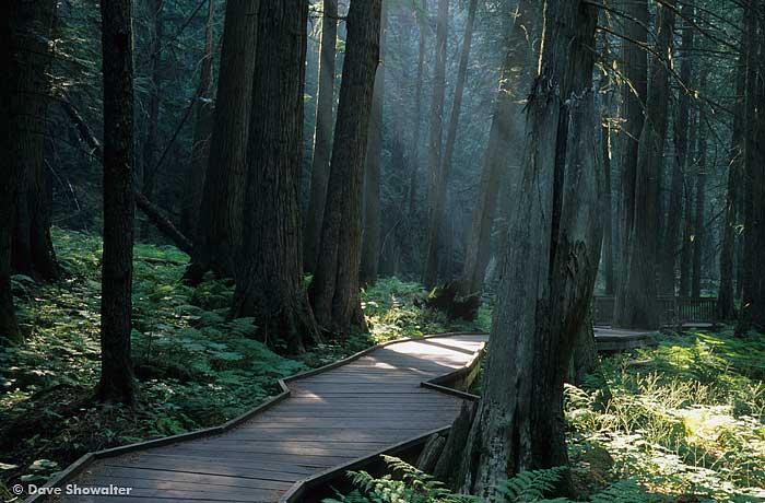 Streaks of sunlight filtered by tall cedars on Trail of the Cedars.