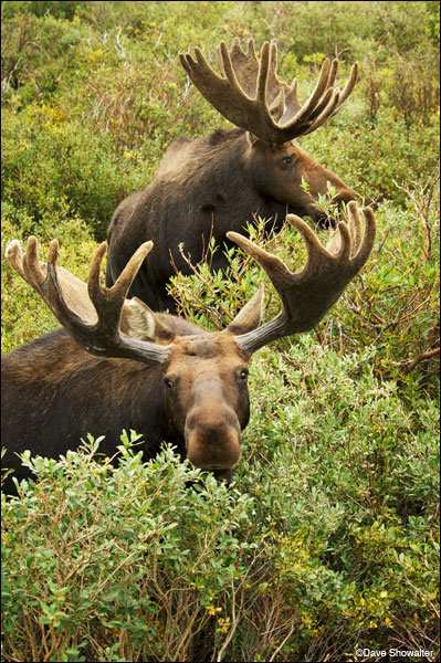 &nbsp;A pair of large bull moose feed on willows, their favorite food source. Moose have long favored the wetter west side of...