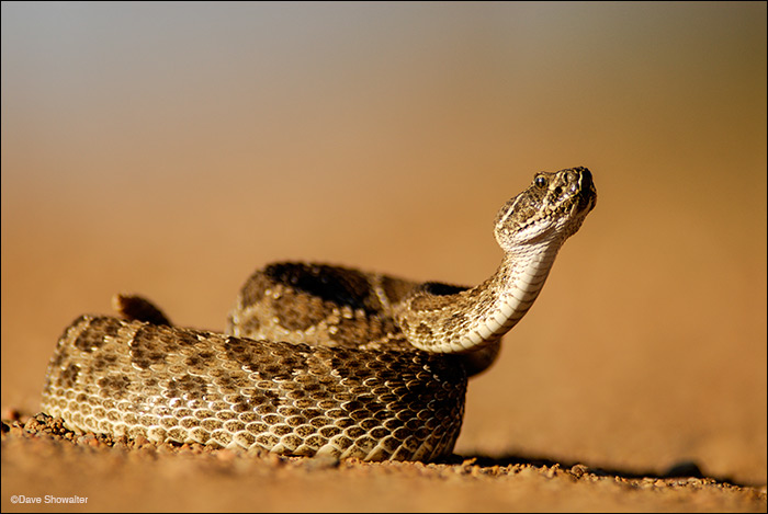 A western rattlesnake shows his displeasure with me by coling and rattling to let me know he means business. A 600mm lens enabled...