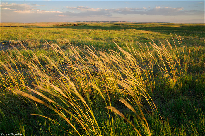 &nbsp;Canada rye grass bends in hot summer winds just before sunset on the grassland. An unusually wet summer painted the prairie...