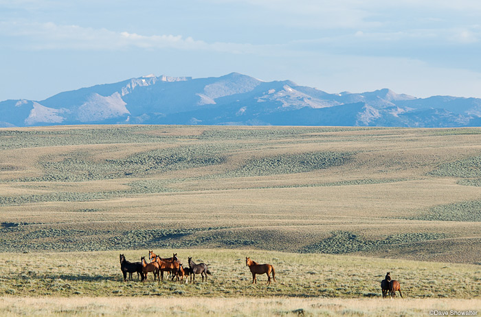 A band of feral horses in rolling sagebrush of &nbsp;the Jack Morrow Hills are backed by the magnificent southern Wind River...