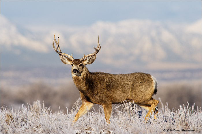 A large mule deer buck pauses on a frosty winter morning with a backdrop of Colorado's Front Range. Rocky Mountain Arsenal NWR...