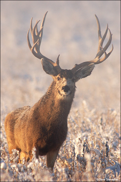 &nbsp;An early winter mule deer buck displays his impressive rack. RMA is well-known for having very large mule deer.