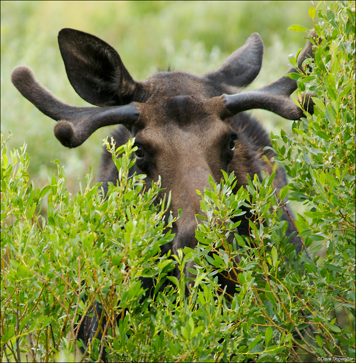 &nbsp;A young bull moose browses on willows along North Horse Creek in the Wyoming range.