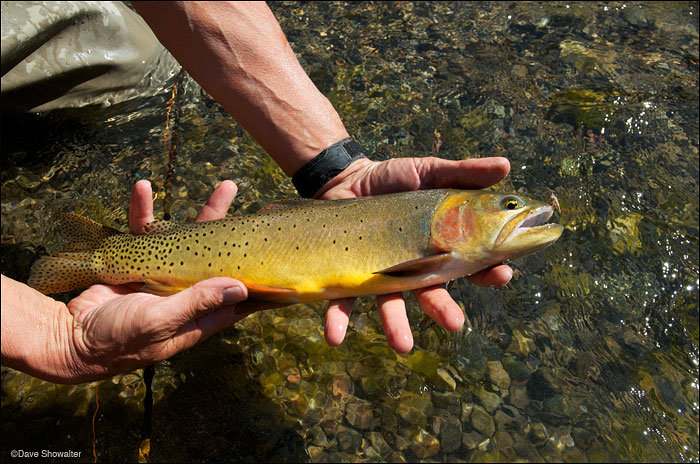 &nbsp;A beautiful Yellowstone cutthroat trout ready for release back to the Greybull River. The Greybull is the second most important...
