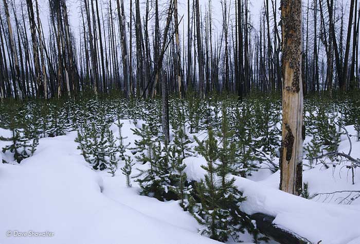 New growth returns to Yellowstone's forests, burned in the infamous fires of '88. Many thought these fires were devastating;...