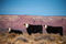 Bears Ears Cows print