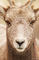 Bighorn Sheep Juvenile Portrait print
