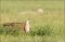 Black-tailed Prairie Dog By Trap print