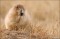 Black-tailed Prairie Dog Browsing print