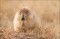 Black-tailed Prairie Dog Eating Grass print