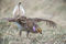 Sharp-tail Display print