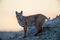 Bobcat Sunset print