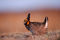 Prairie Chicken Sunrise print