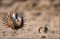 Greater Sage Grouse on Lek print