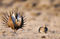 Greater Sage-grouse Display print