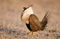 Greater Sage Grouse Strut print