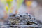 Greater Short-Horned Lizard Closeup print