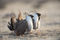 Sage-grouse Males print