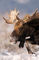 Winter Moose print