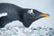 Gentoo Portrait print