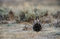 Gunnison Sage-grouse Male Display print