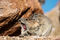 Yawning Pika print