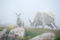 Goats In Fog print
