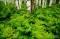 Ferns In Aspen Forest print