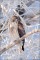 Frosty Northern Harrier  print