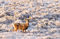 Mule Deer Buck In Frosty Sage print