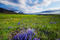 Flatirons Wildflowers print
