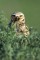 Burrowing Owl with Beetle print