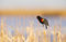 Red-winged Blackbird In Song print