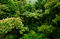 Rainforest Canopy print