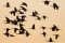 Sandhill Cranes In Flight print