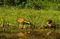 Sandhill Crane Family print