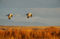 Sandhill Roost Flight print