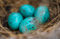 Sage Thrasher Eggs print