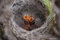 Sagebrush Sparrow Nestlings print