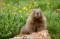 Yellow-bellied Marmot in Wildflowers print